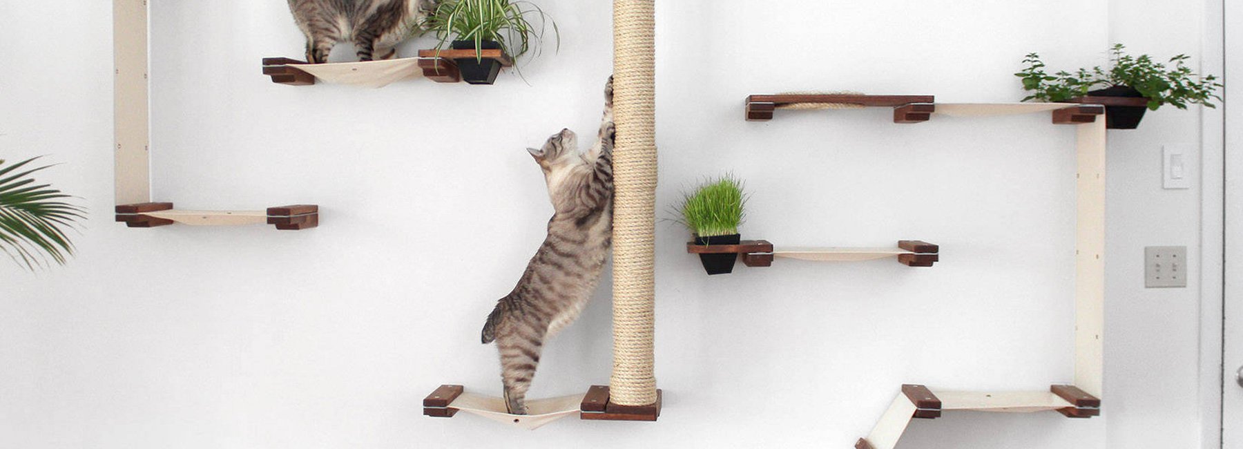 Sangat Unik! Ubah Dinding Menjadi Taman Bermain Kucing