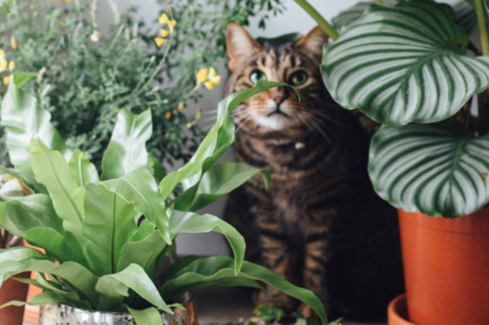 10 Tanaman Hias yang Aman untuk Hewan Peliharaan
