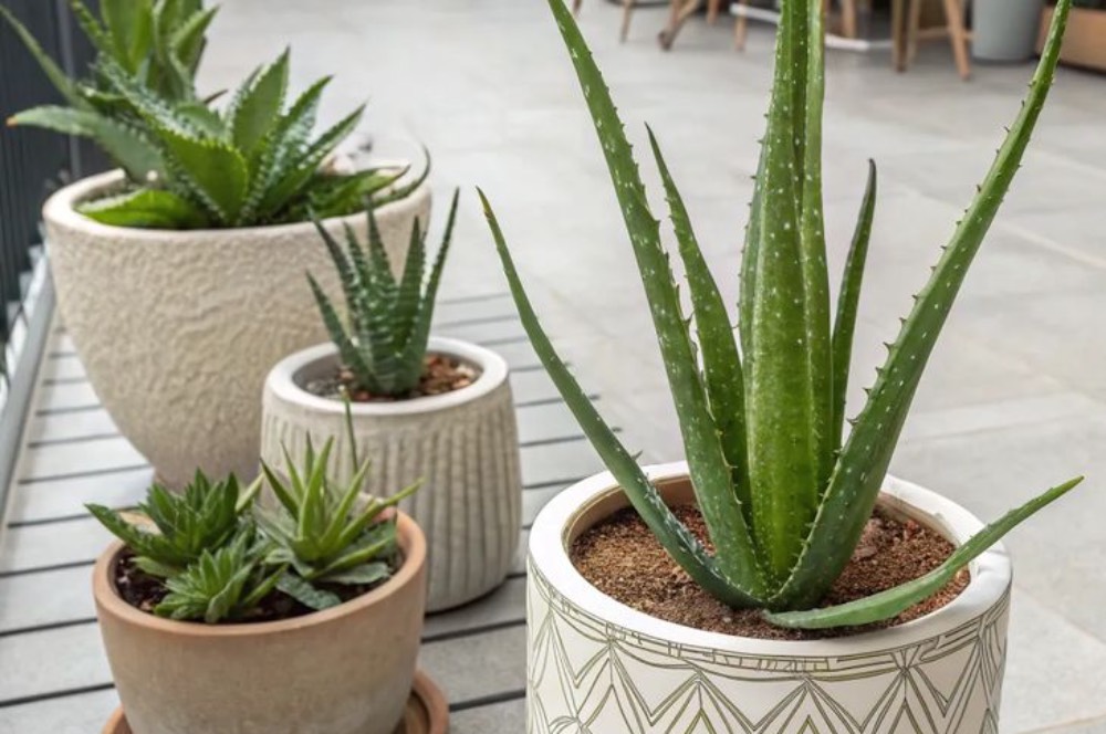 5 Cara Menanam Lidah Buaya dan Merawatnya di Rumah