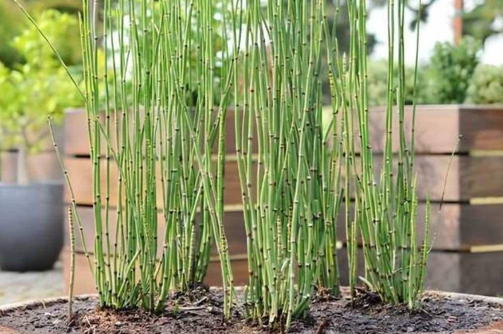 6 Cara Merawat Tanaman Bambu Air di Media Air dan Tanah