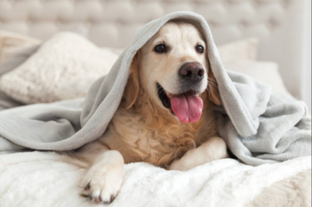 4 Pet Friendly Hotel di Jakarta yang Bagai Rumah Kedua
