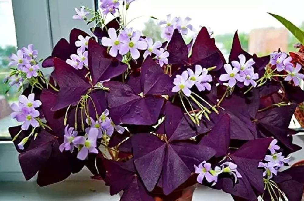9 Pilihan Tanaman Hias Berwarna untuk Mempercantik Ruang