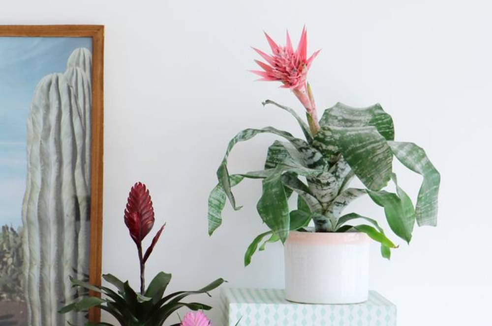 10 Inspirasi Tanaman Hias Bunga Indoor untuk Hunian Tropis