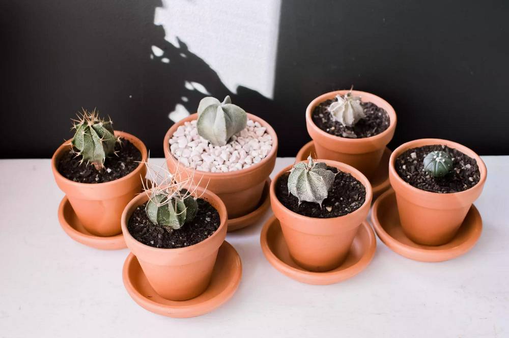 Mungil Nan Indah! Inilah 7 Jenis Kaktus Mini