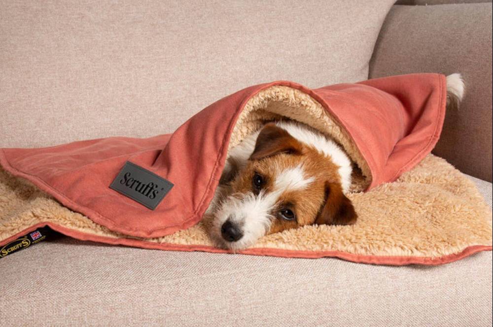 Ini 7 Rekomendasi Hadiah Valentine Terbaik untuk Anjing