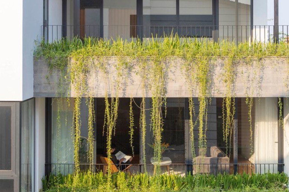Manfaat Tanaman Lee Kwan Yew, Si Pendingin Alami Rumah
