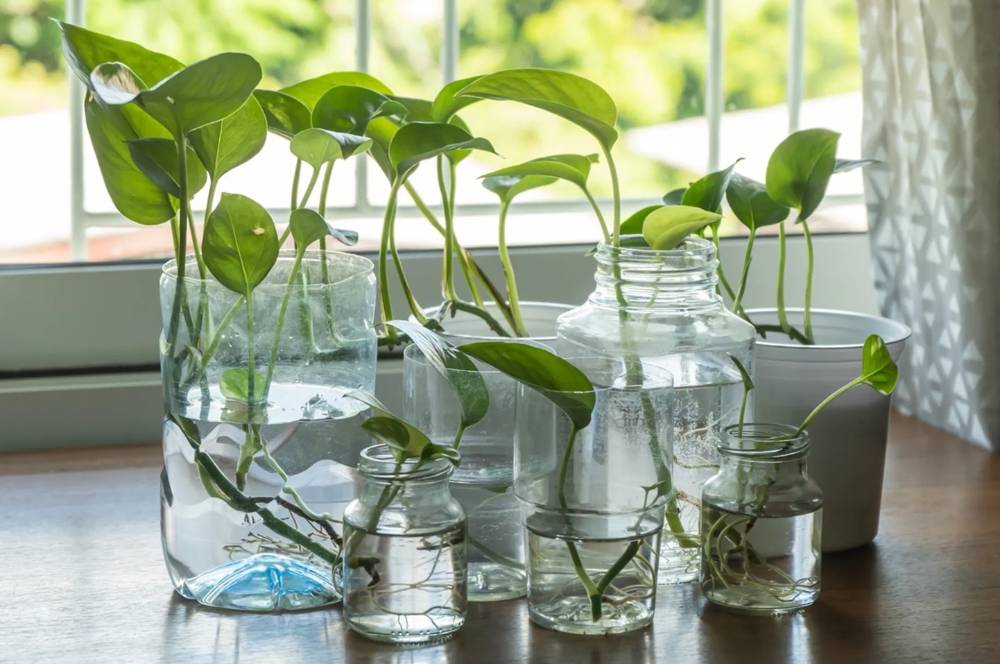 Anti Gagal! 10 Contoh Tanaman Hidroponik Mudah bagi Pemula 