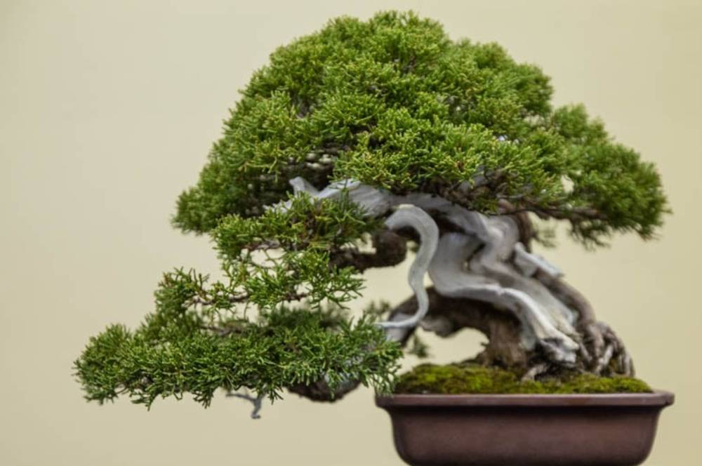 7 Jenis Bonsai untuk Mempercantik Taman Rumah dan Koleksi