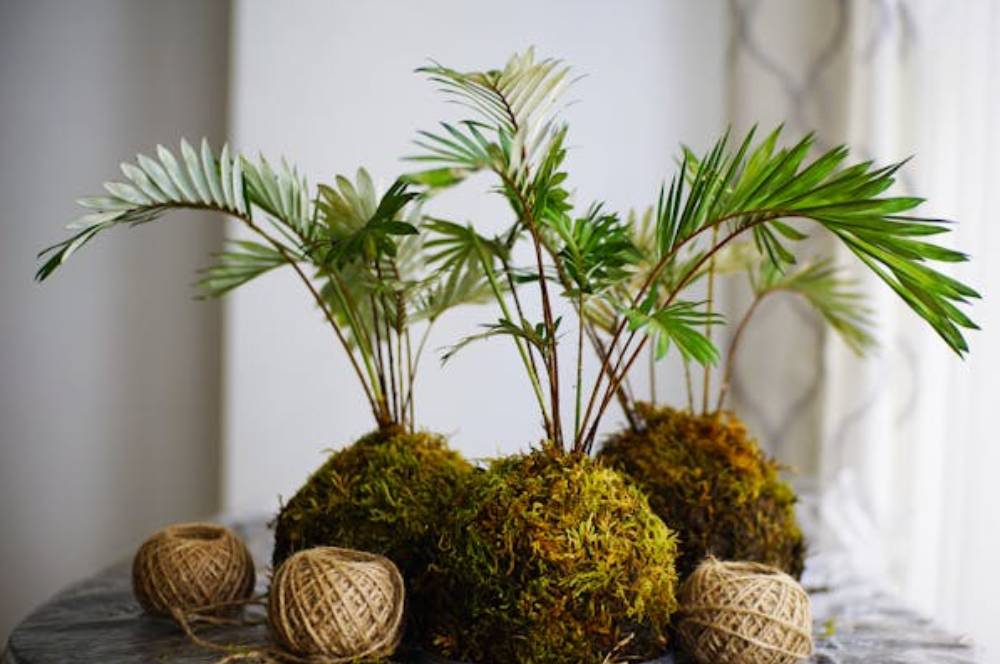 5 Cara Membuat Kokedama, Bisa Buat Sendiri Di Rumah!