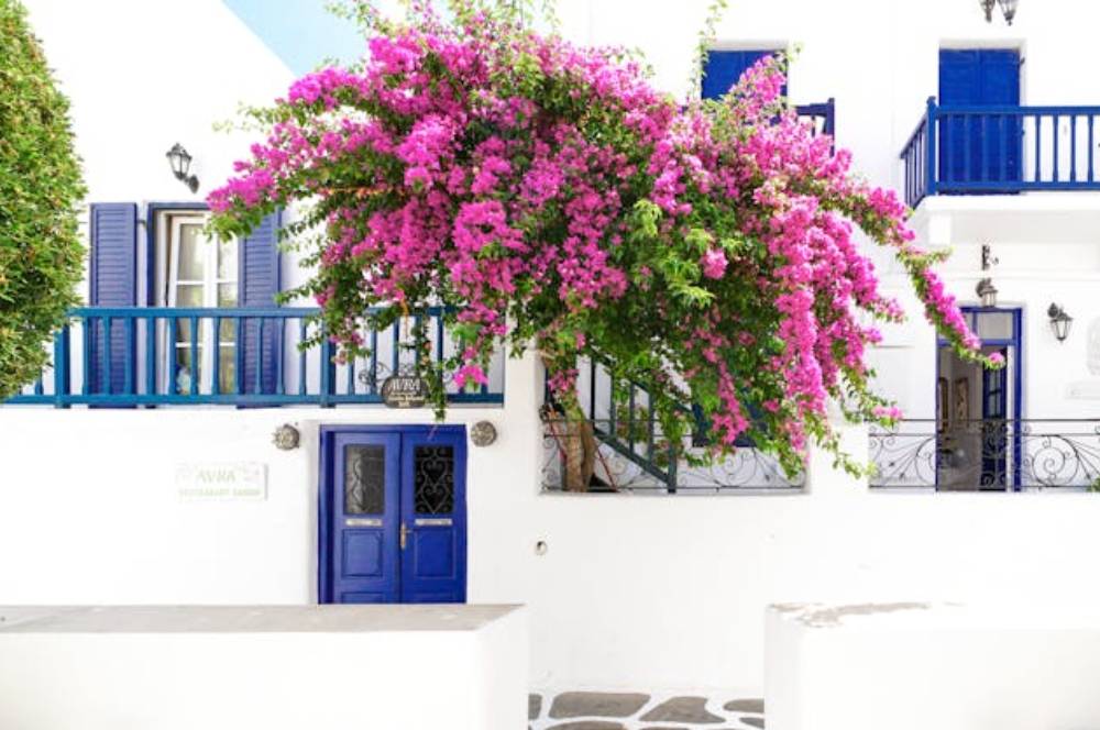 Ini Cara Menanam Bunga Bougenville Agar Berbunga Indah!