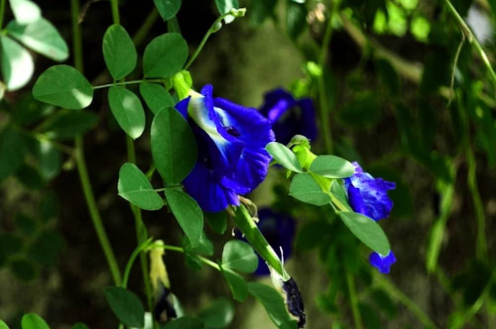 7 Cara Menanam Bunga Telang Agar Subur & Cepat Berbunga!