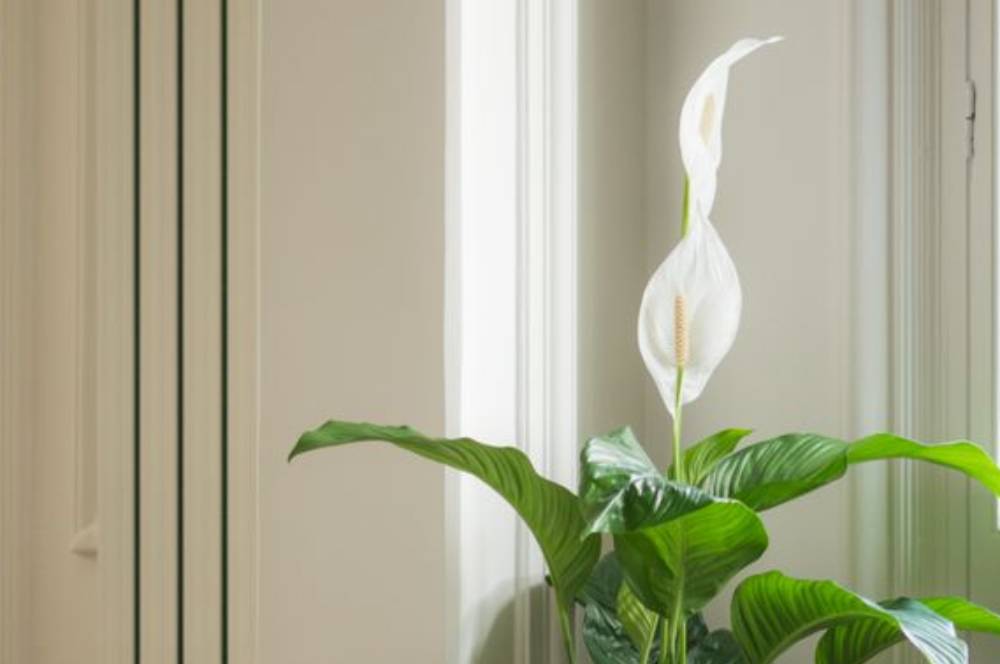 Lengkap, Ini Cara Merawat Peace Lily agar Cepat Berbunga!