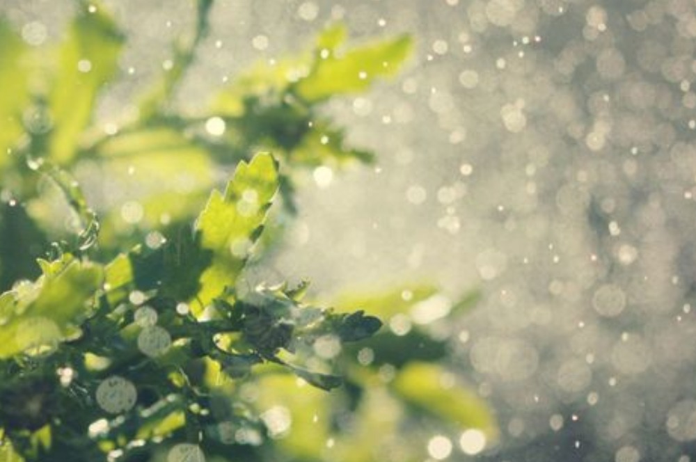 Mudah! Ini 5 Tips Merawat Taman Ketika Musim Hujan
