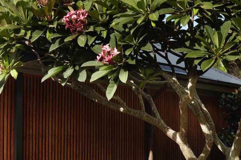 8 Pohon Hias Outdoor untuk Halaman Rumah Minimalis