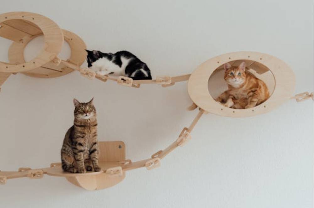 6 Desain Tempat Bermain Kucing Estetis, Bikin Kucing Happy!