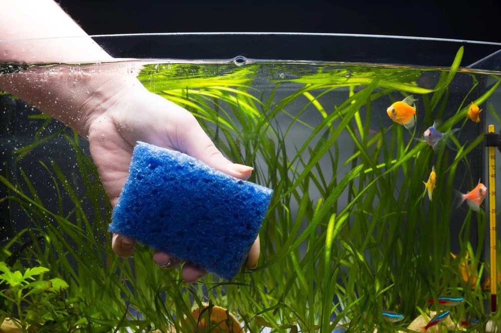 Cara Membersihkan Kaca Aquarium di Rumah dengan Mudah