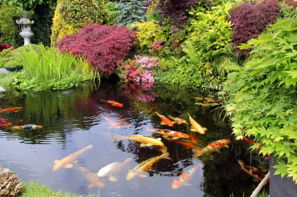 7 Desain Kolam Ikan Minimalis, Estetik, dan Mudah Dirawat