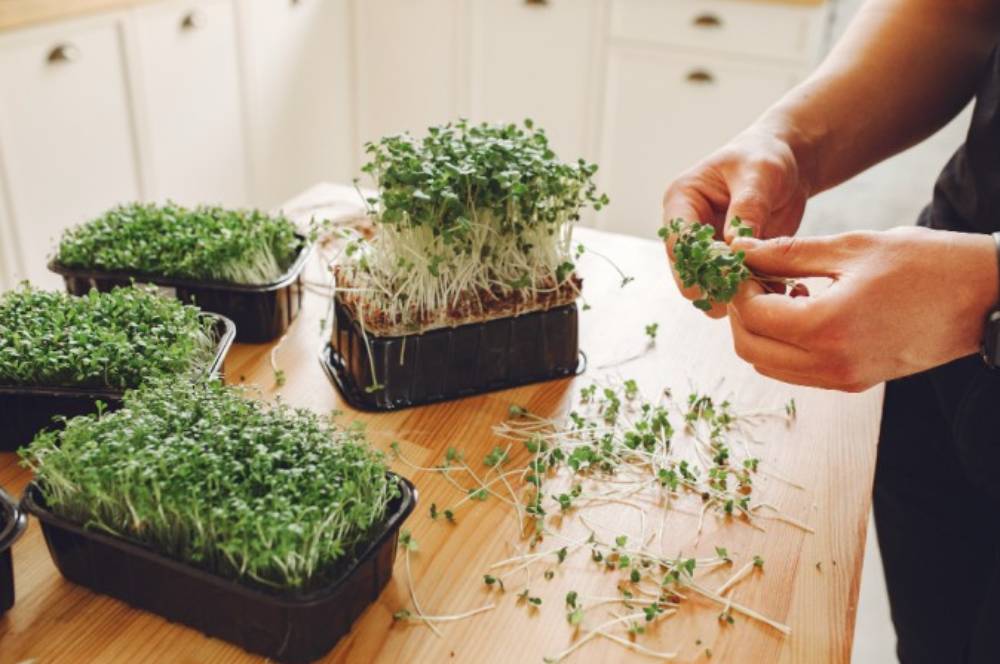 8 Tanaman Microgreen, Cocok Untuk Kebun Sayur Mini Di Rumah 