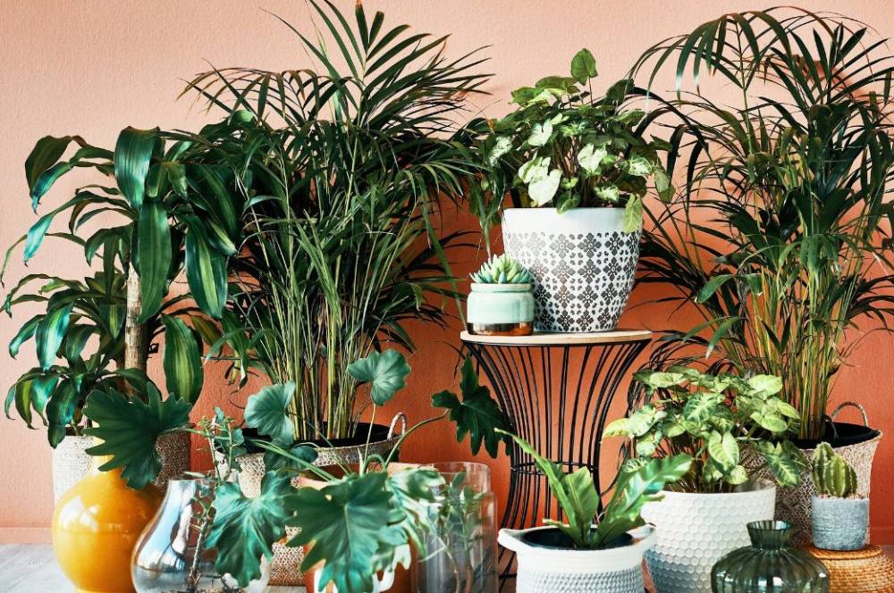 7 Tanaman Pembawa Keberuntungan yang Cocok Ada di Rumah