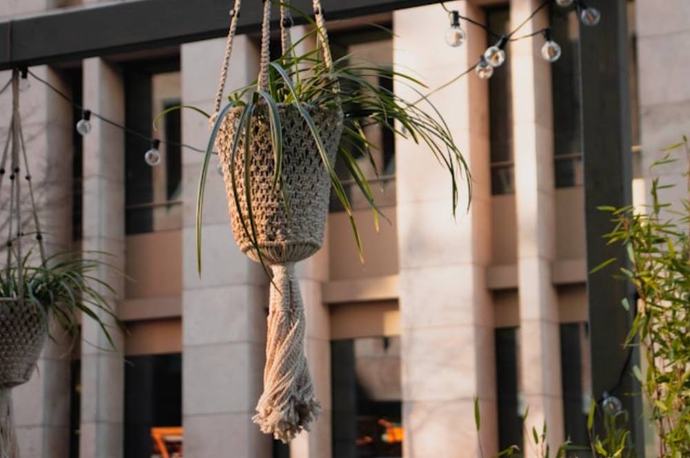8 Jenis Tanaman Gantung untuk Mempercantik Balkon Rumah Anda