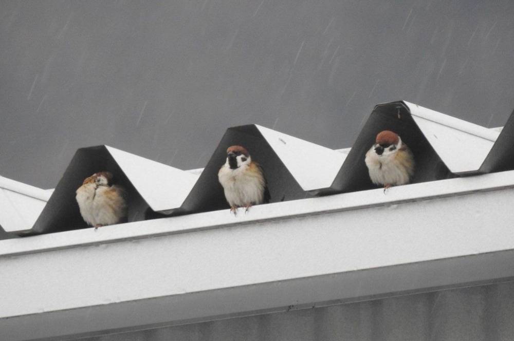 Cara Mengusir Burung Gereja di Rumah yang Efektif