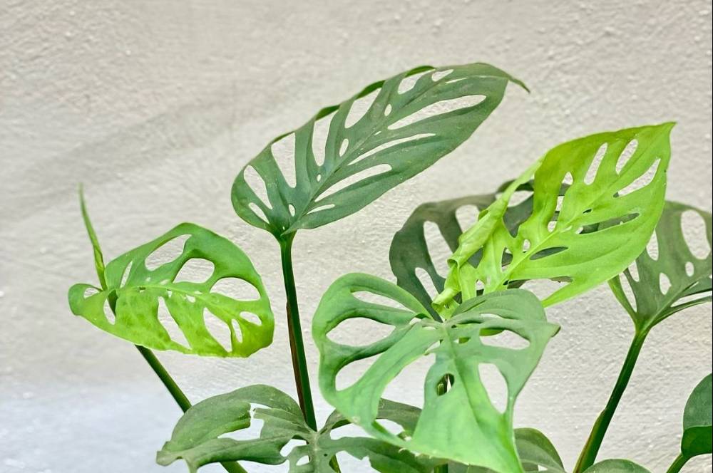 Rahasia di Balik Manfaat Tanaman Janda Bolong bagi Rumah!