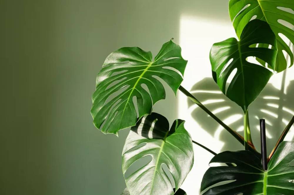 5 Jenis Tanaman Monstera untuk Percantik Rumah Anda
