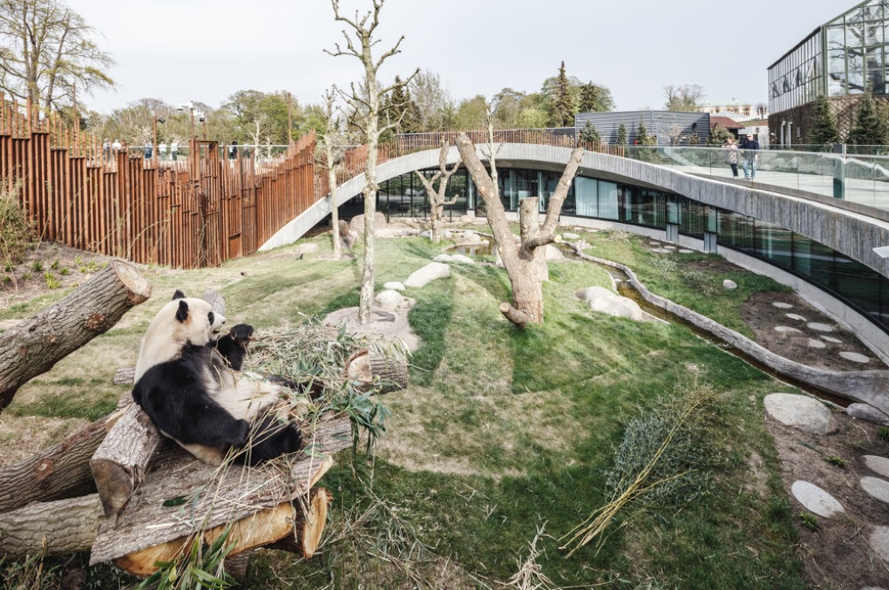 Berbentuk Yin-Yang! Rumah Panda di Copenhagen Zoo