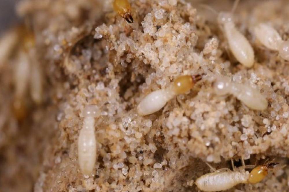 5 Cara Menghilangkan Rayap di Lantai yang Dijamin Ampuh!