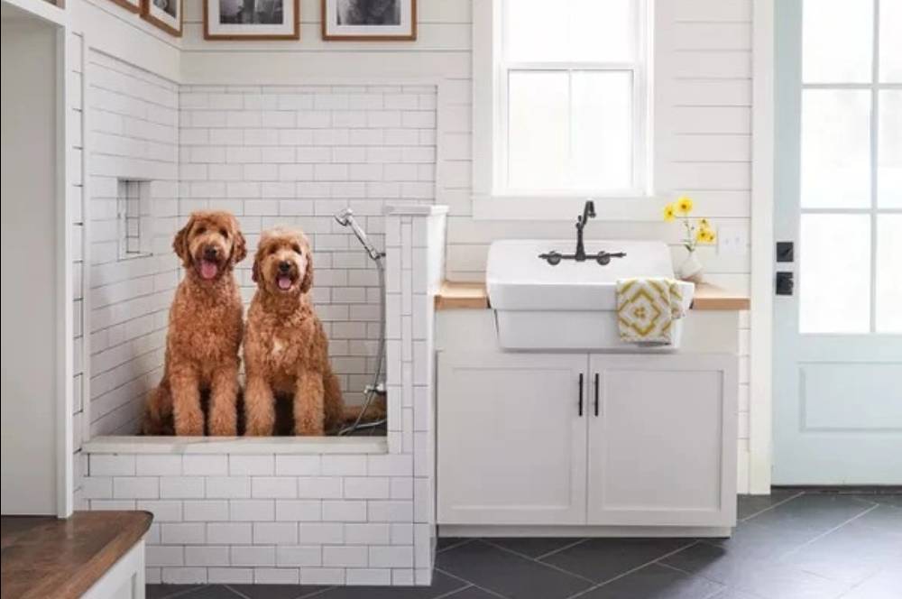 Desain Rumah Pet Friendly yang Nyaman dan Fungsional!