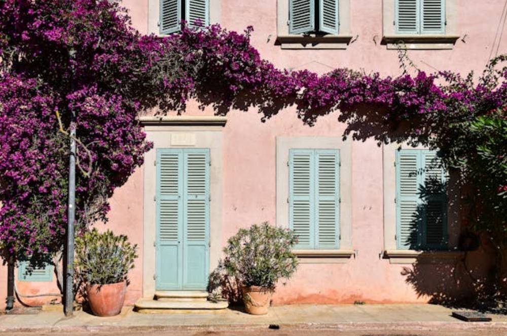 5 Tanaman Rambat yang Tidak Merusak Dinding Rumah