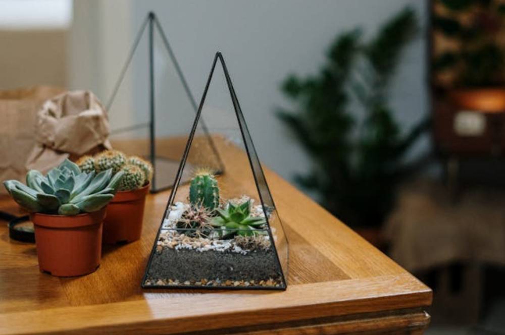 Pilihan Tanaman untuk Terrarium untuk Taman Mini di Rumah