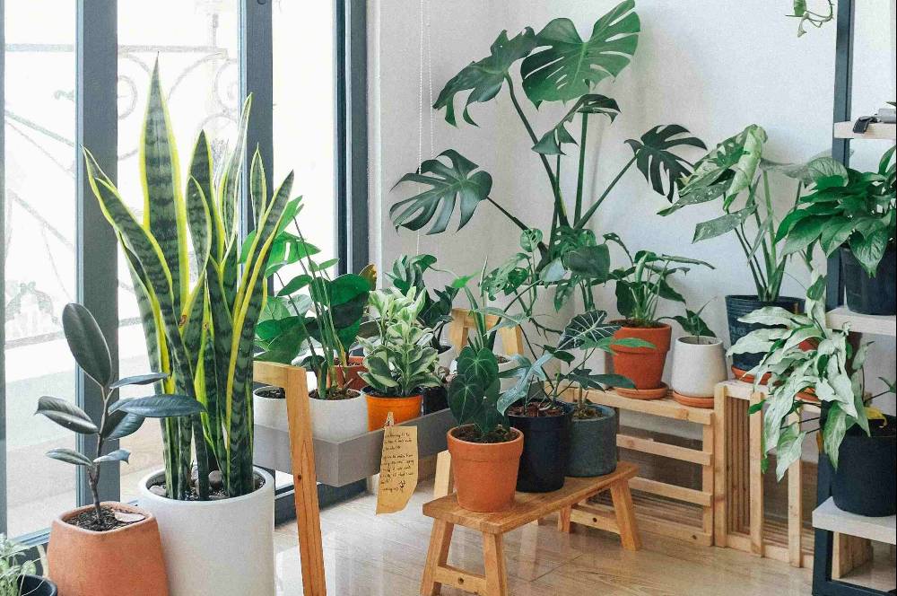8 Tanaman Hias yang Bantu Kurangi Lembap dan Jamur di Rumah
