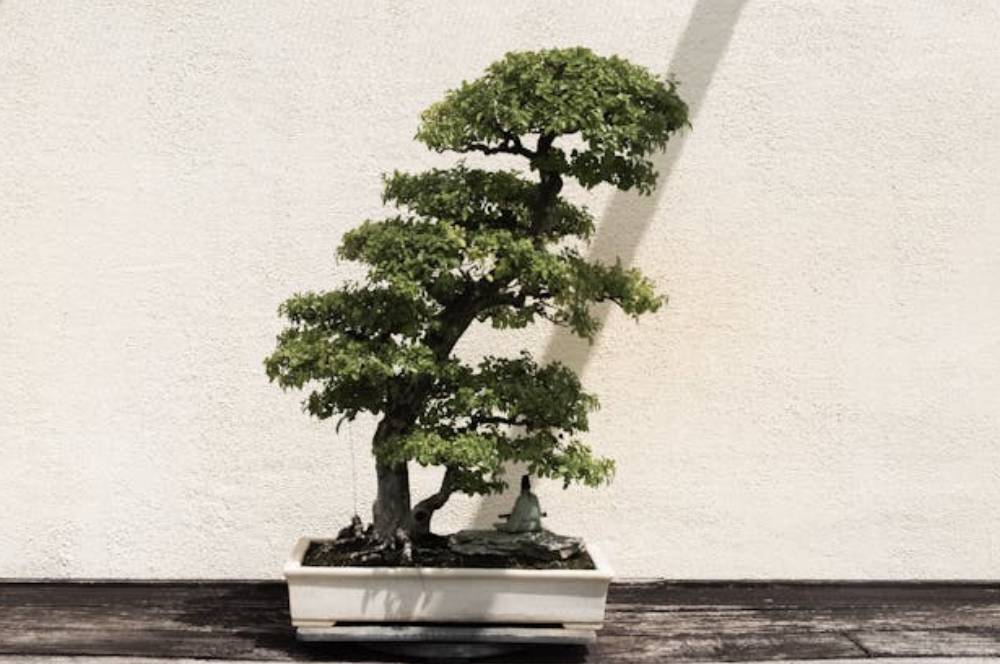 7 Cara Perawatan Tanaman Bonsai Sederhana, Pemula Wajib Tahu