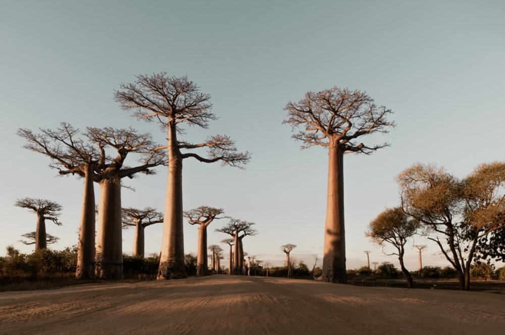 Menakjubkan! Inilah 5 Jenis Pohon Paling Besar Di Dunia