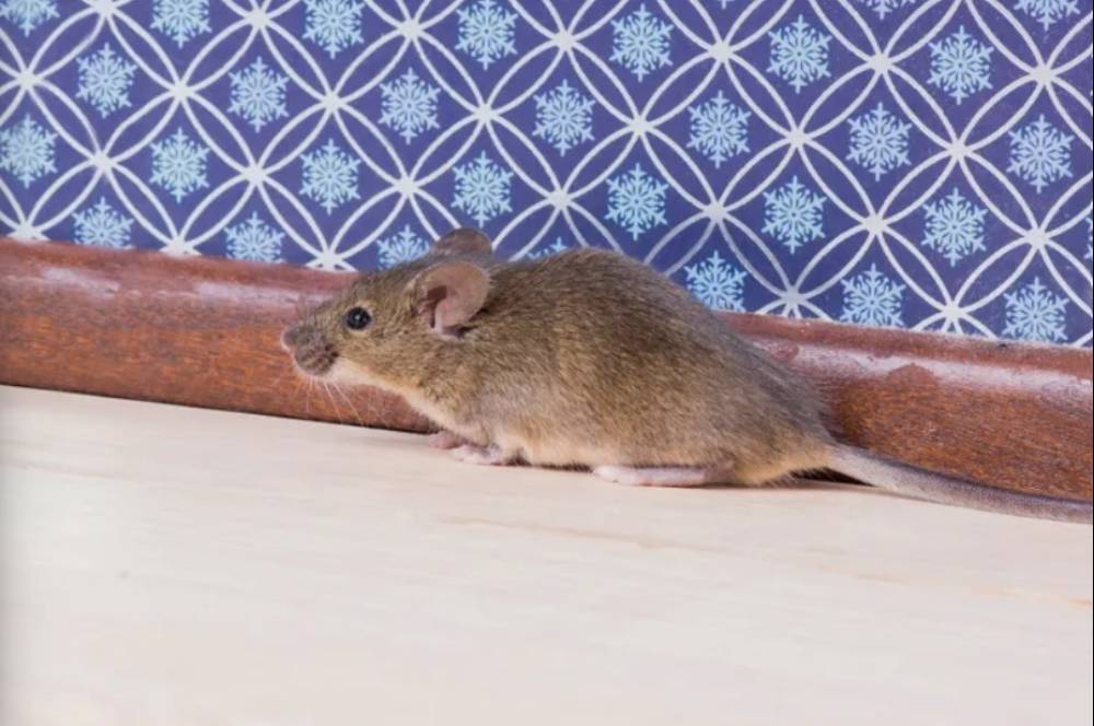 6 Cara Alami Mengusir Tikus dari Kamar Tidur Tanpa Racun