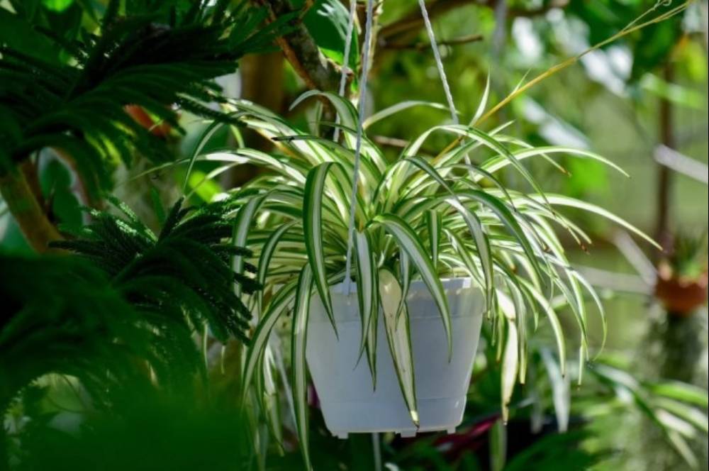 7 Tanaman Hias Gantung Outdoor Tahan Panas & Hujan