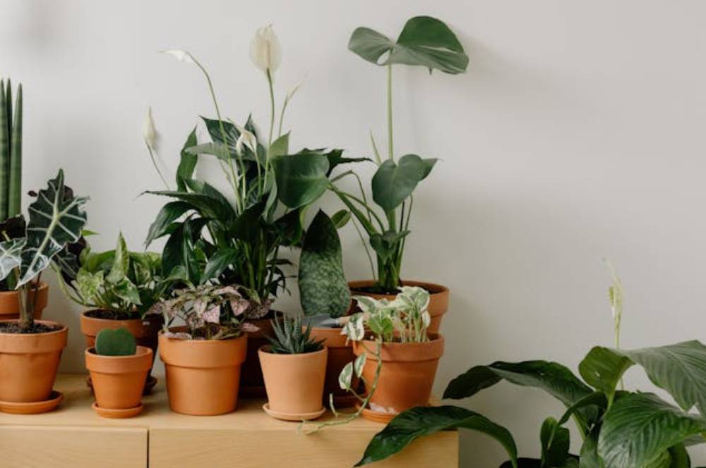 Tidak Cepat Layu & Mati, Ini 7 Tanaman Indoor yang Tahan AC!