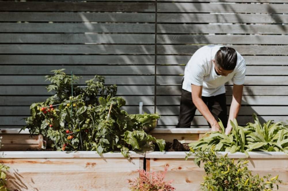 9 Sayuran Paling Mudah Dirawat & Ditanam Di Kebun Rumah!