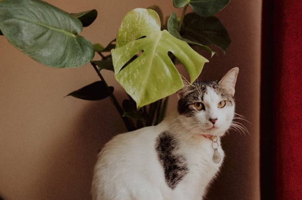 7 Tanaman yang Beracun bagi Kucing, Jauhkan dari Peliharaan!