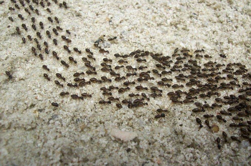 Kenapa Rumah Banyak Semut? Berikut 6 Penyebab Paling Umum!