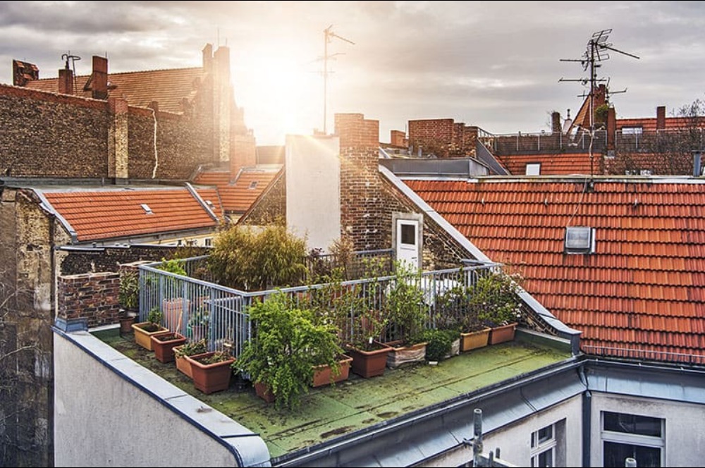 Yuk Bikin Kebun Sayur dan Bunga di Rooftop Rumah Anda!