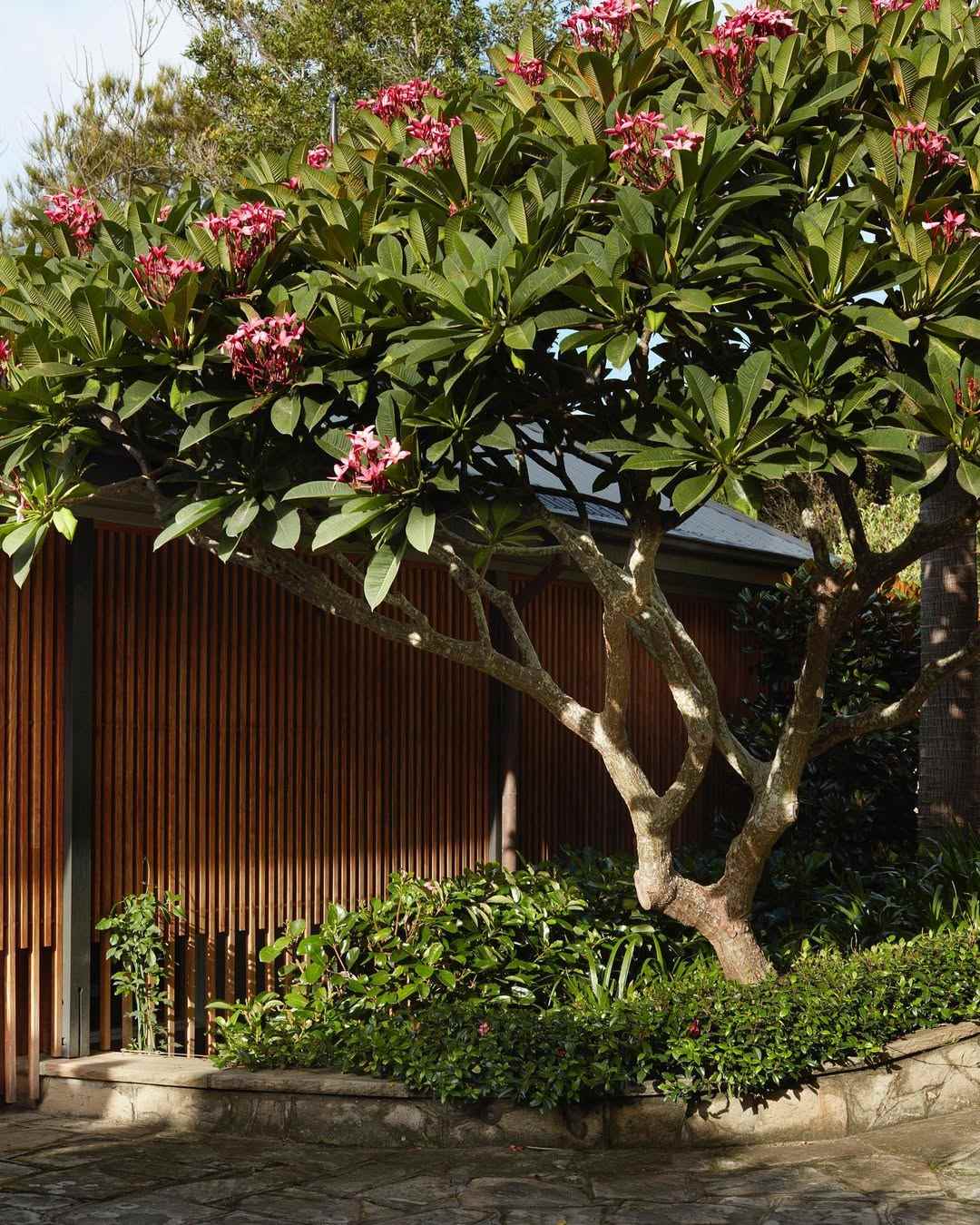 8 Pohon Hias Outdoor untuk Halaman Rumah Minimalis