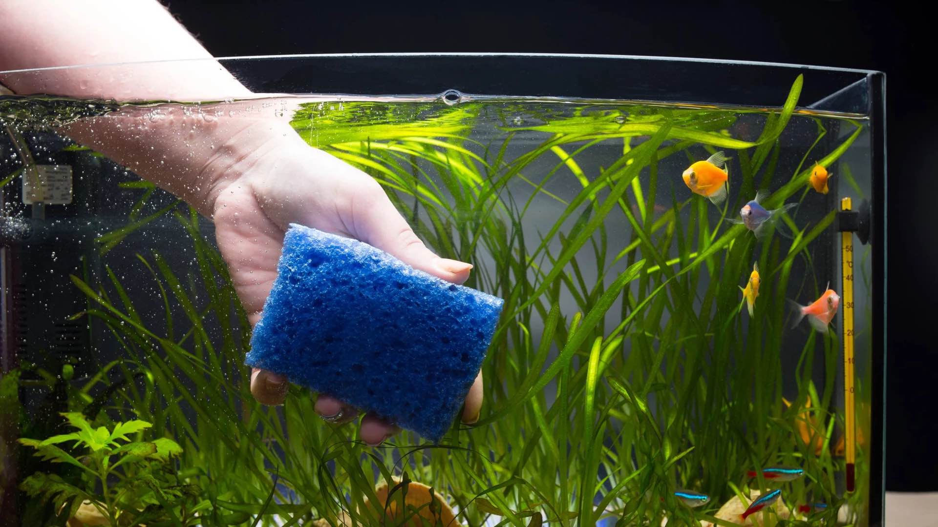 Cara Membersihkan Kaca Aquarium di Rumah dengan Mudah