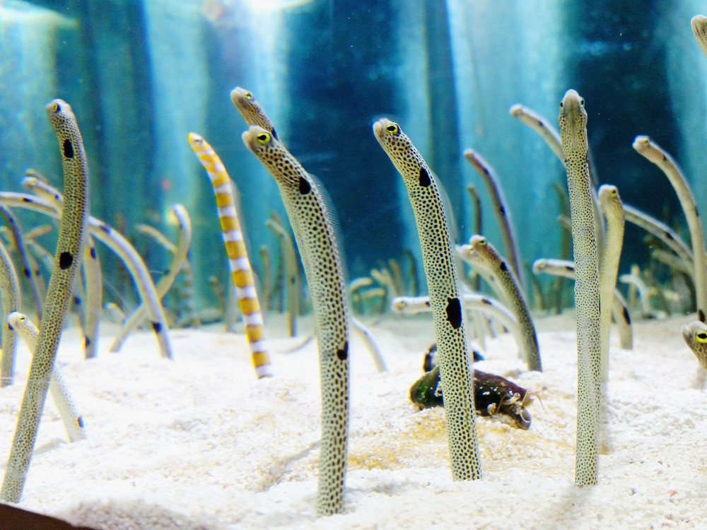 FaceTime dengan Belut di Sumida Aquarium, Tokyo
