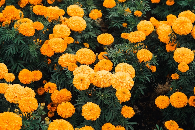 Ini Manfaat Bunga Marigold, Ternyata Bisa Dimakan!