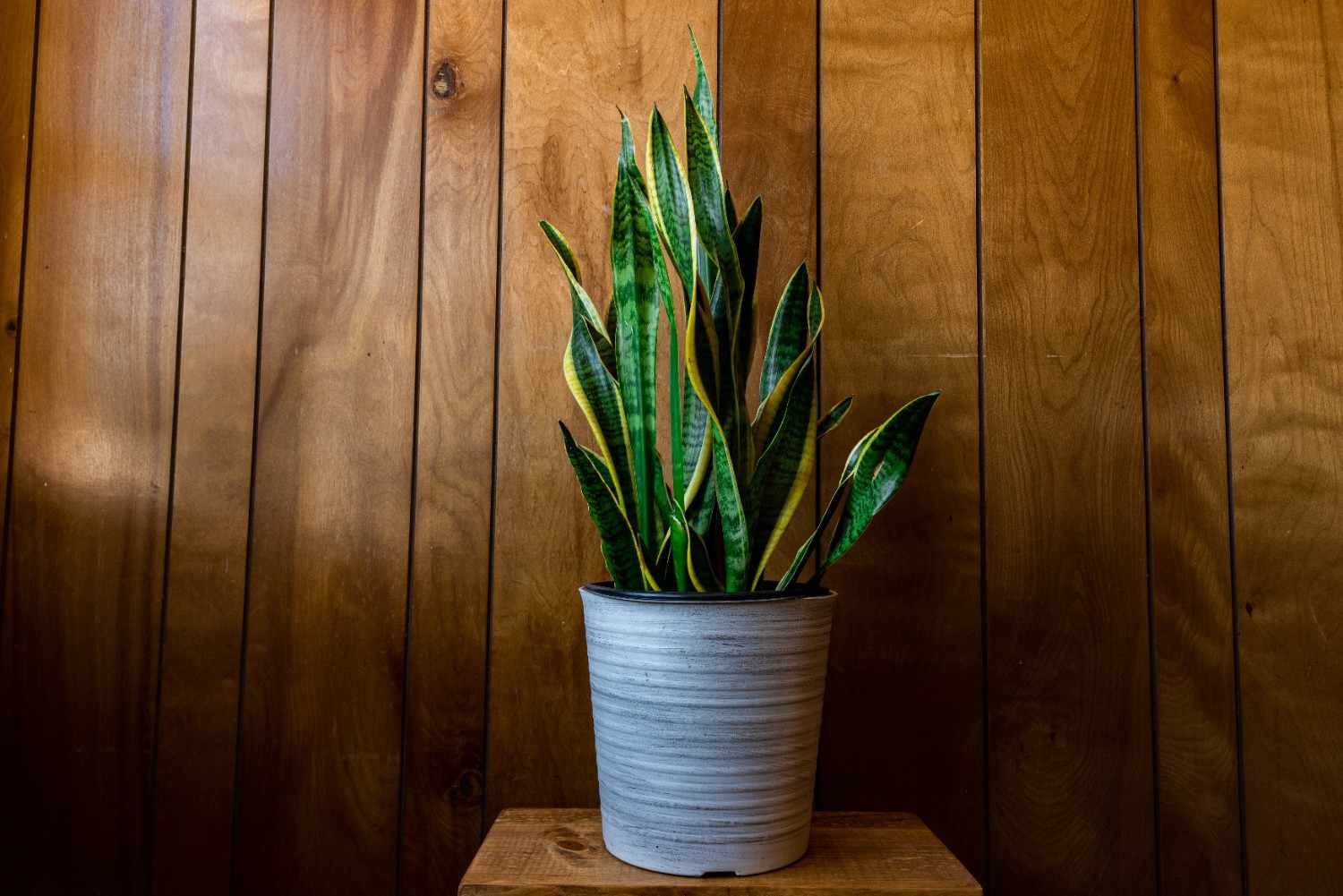 Tanaman Hias Sansevieria, Si Cantik yang Tahan Segala Cuaca