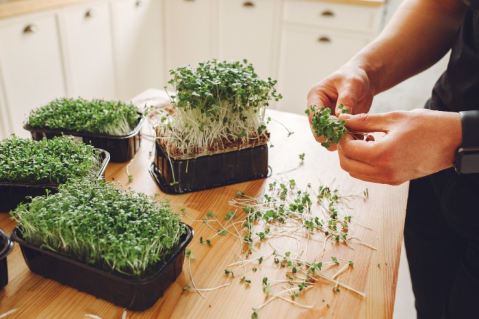 8 Tanaman Microgreen, Cocok Untuk Kebun Sayur Mini Di Rumah 