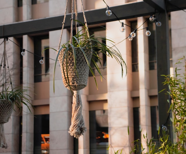 8 Jenis Tanaman Gantung untuk Mempercantik Balkon Rumah Anda