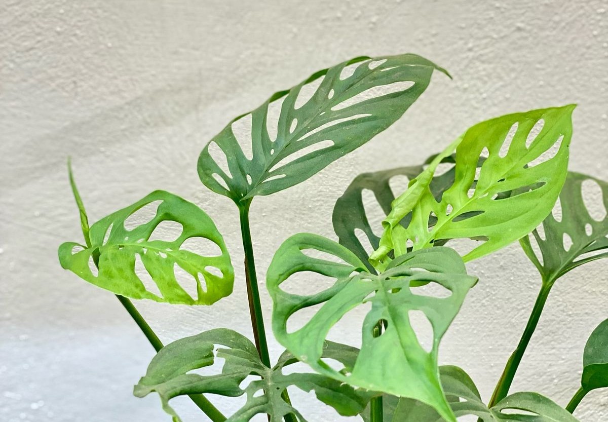 Rahasia di Balik Manfaat Tanaman Janda Bolong bagi Rumah!